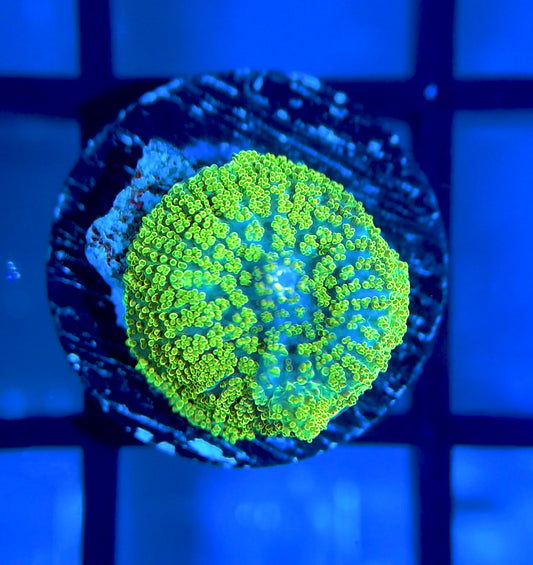 Neon Green Rhodactis