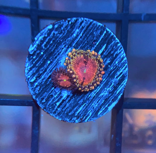 ReefTRD Panty Dropper Zoas