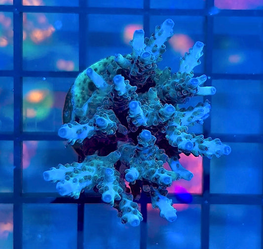 RRG Dry Ice Acro