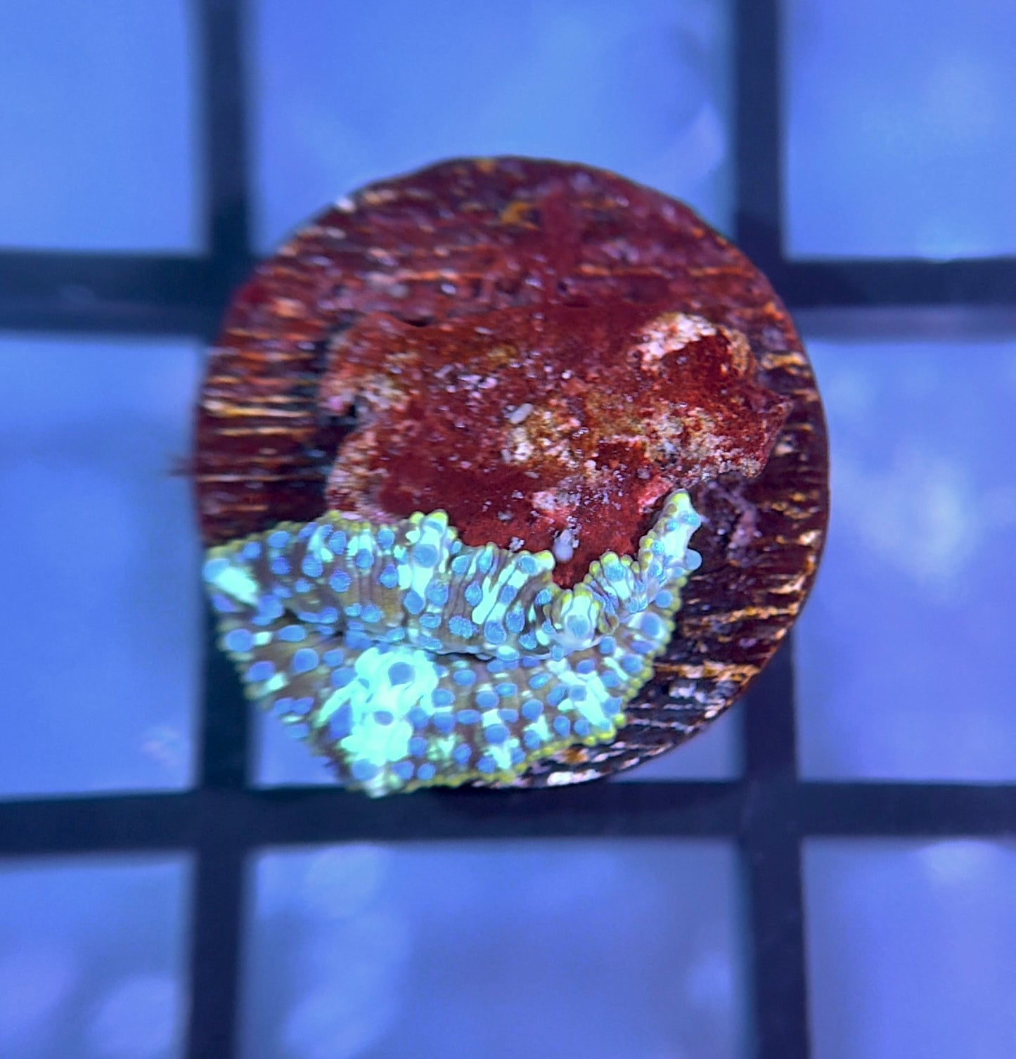 Poseidon Discosoma