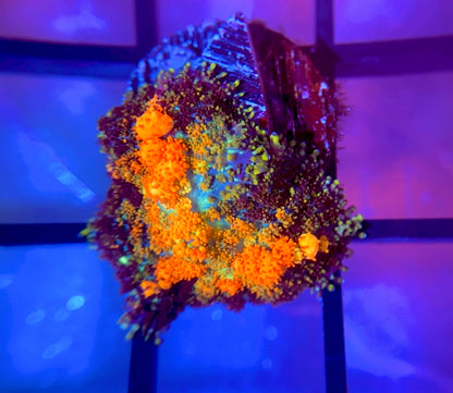 Powerball Bounce Mushroom