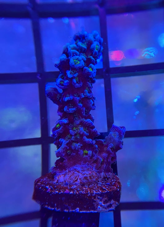Tyree Blue Matrix Acropora