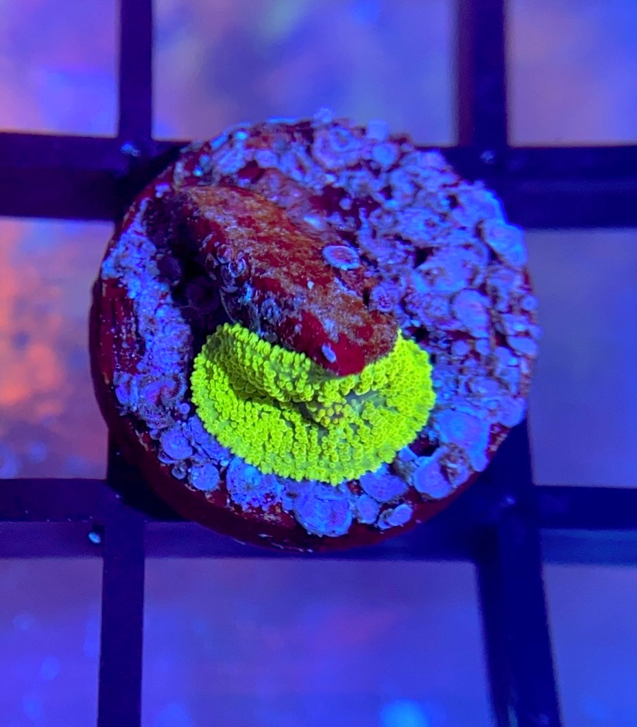 Neon Green Rhodactis