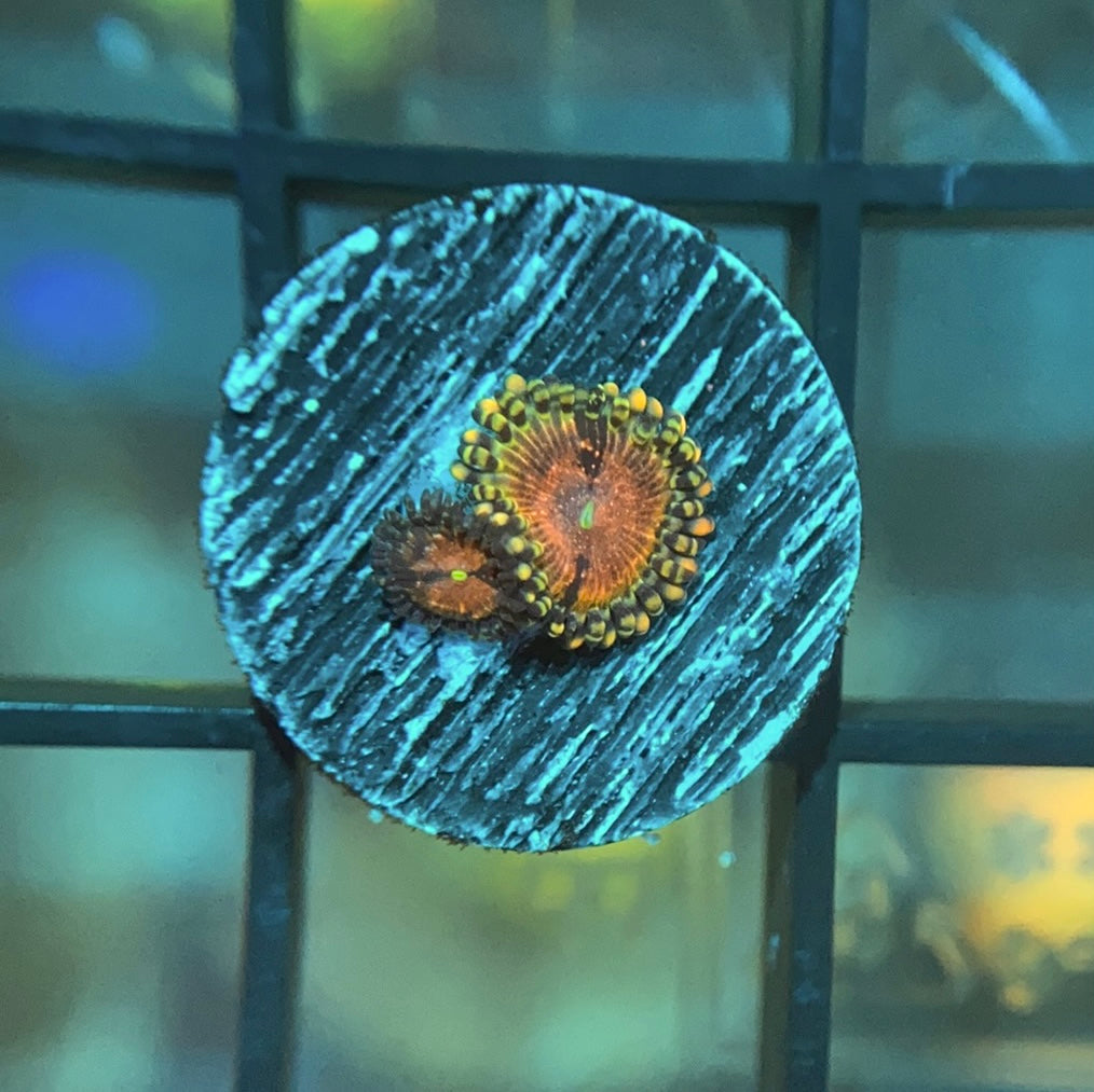 ReefTRD Panty Dropper Zoas
