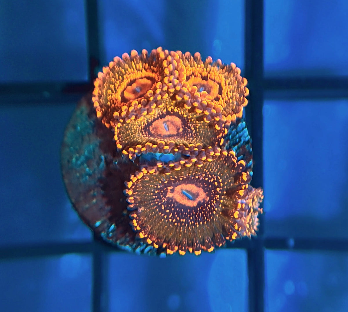 JF Azz Krak Zoas