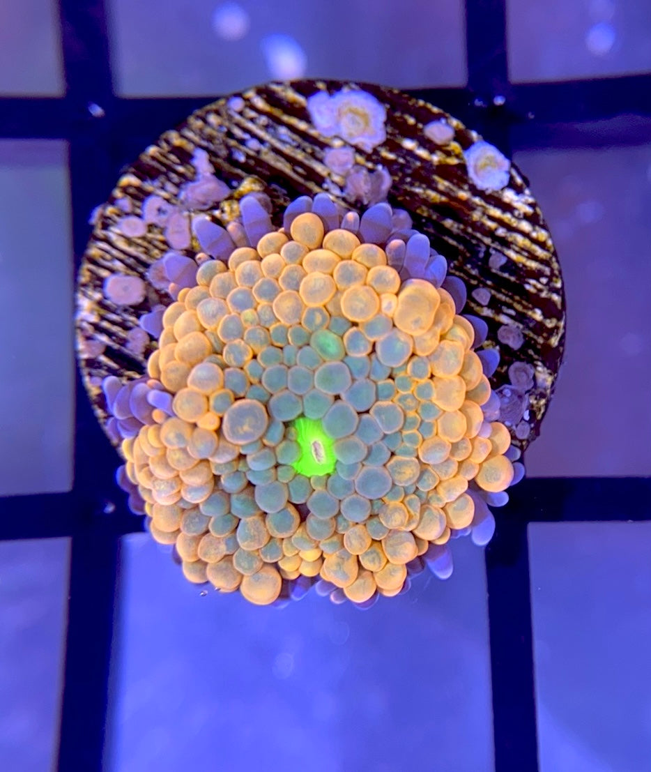 Juicy Fruit Ricordea