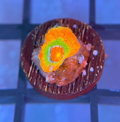 ECC Rainbow Road Micromussa