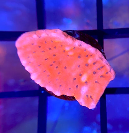 CB Flaming Phoenix Monti