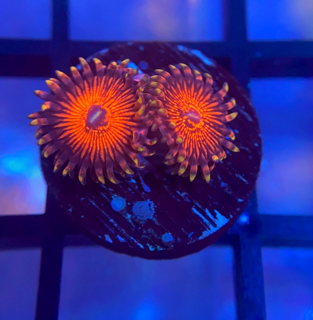 Nightcrawler Zoas