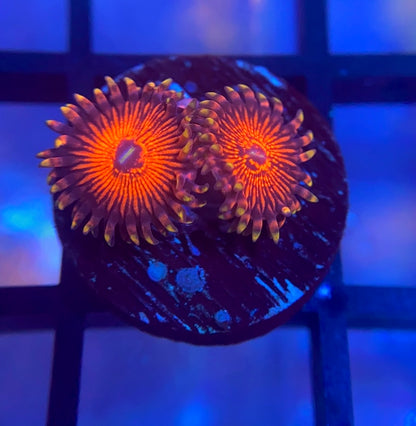 Nightcrawler Zoas