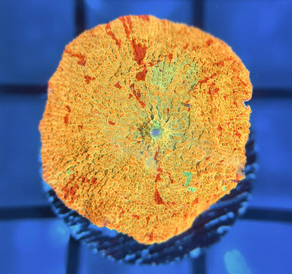 RRG Paint Splatter Jawbreaker