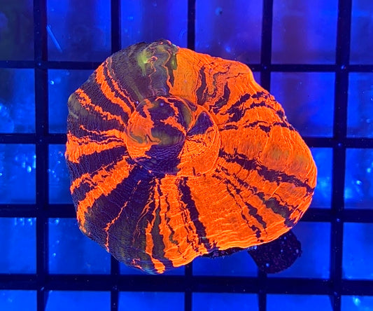 Aquacultured Warpaint Scolymia