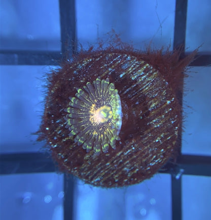 Queen Krakatoa Zoas