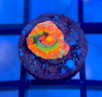 ECC Rainbow Road Micromussa