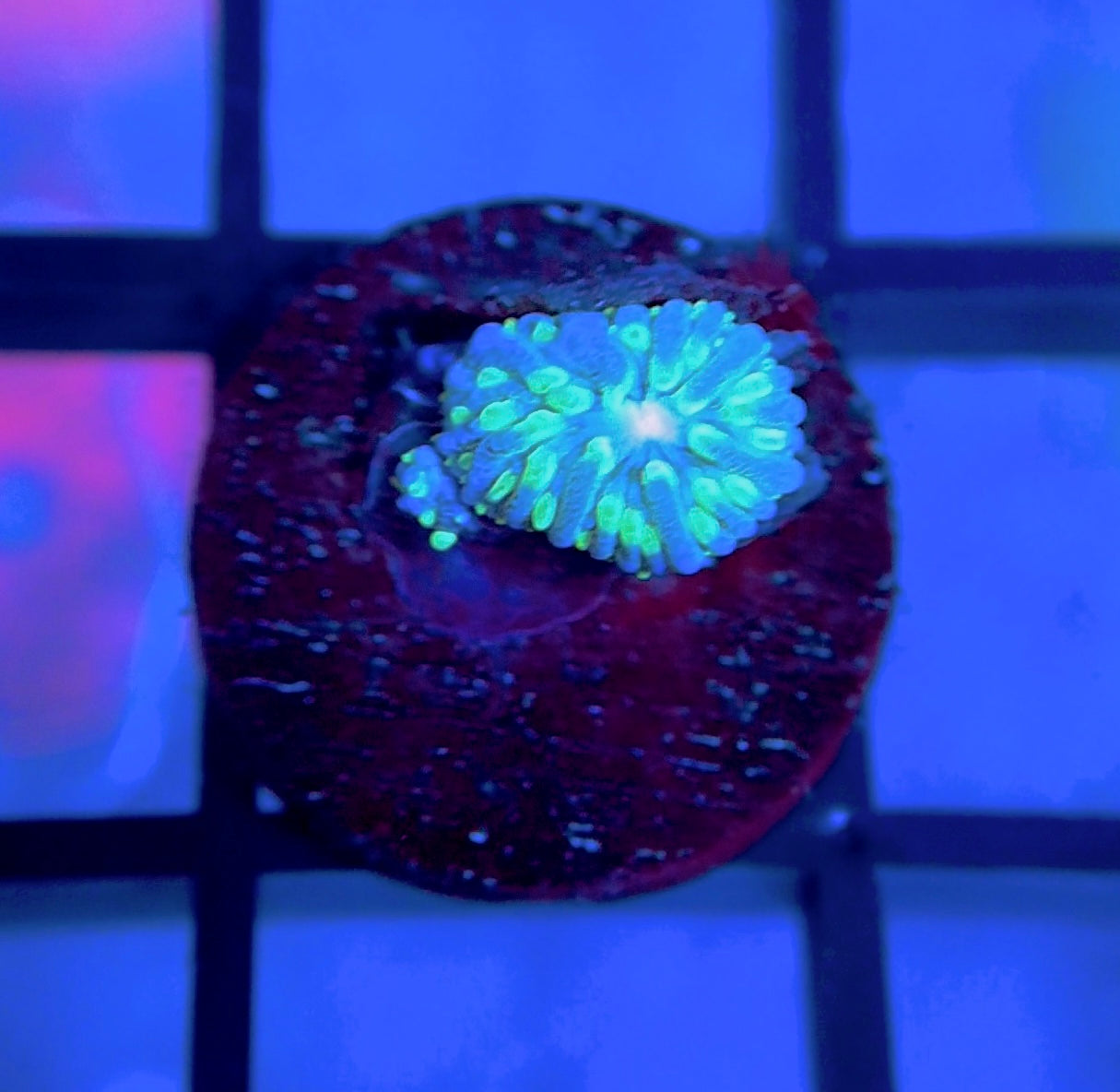 ReefGen Project-X Plate