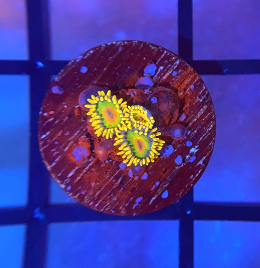Rasta Zoas