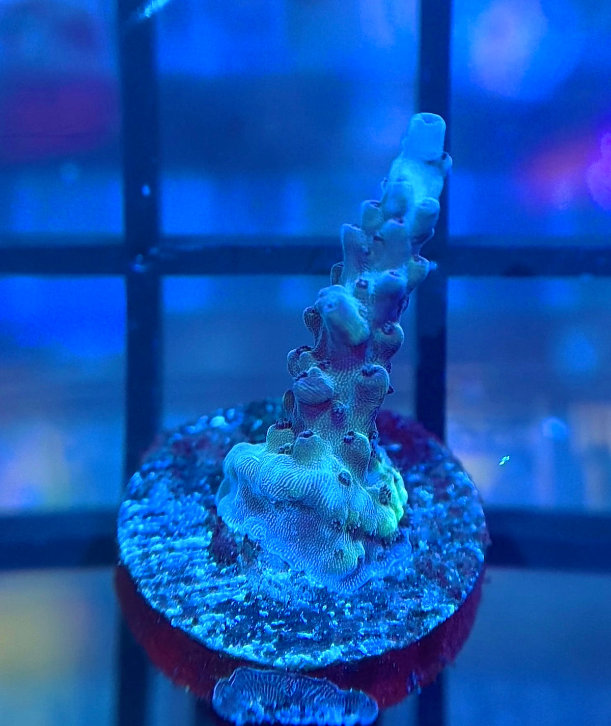 RRG Dry Ice Acro