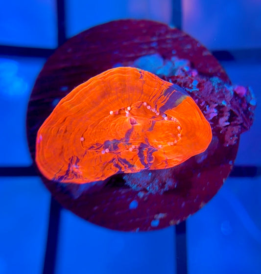 RRG Captain America Master Bower