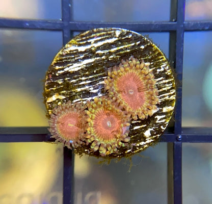 ReefTRD Panty Dropper Zoas
