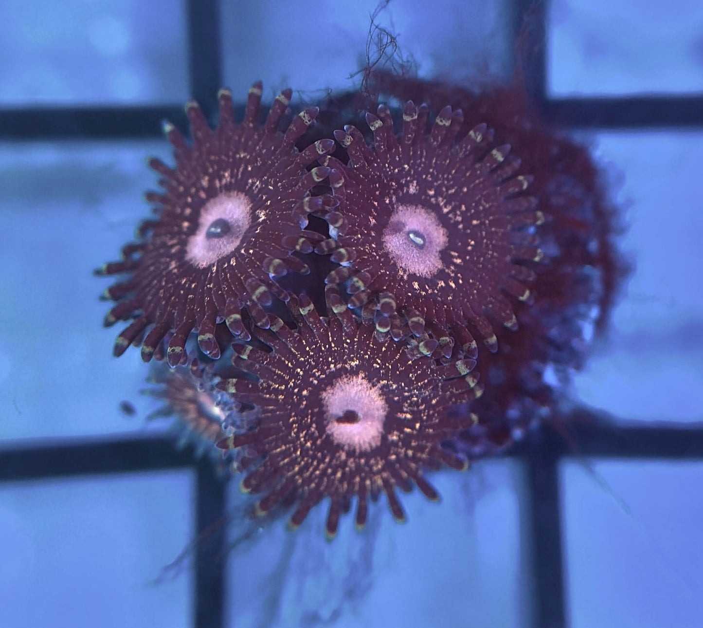 Queen Krakatoa Zoas