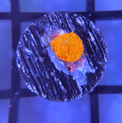 RRG Paint Splatter Jawbreaker