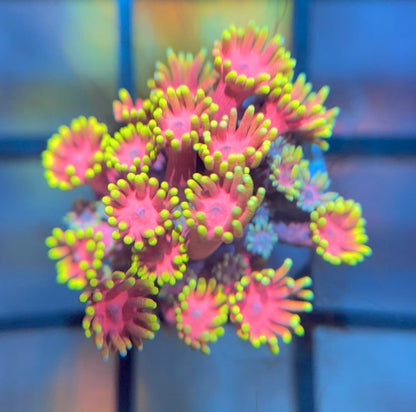 WWC Hollywood Nights Goni