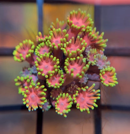 WWC Hollywood Nights Goni