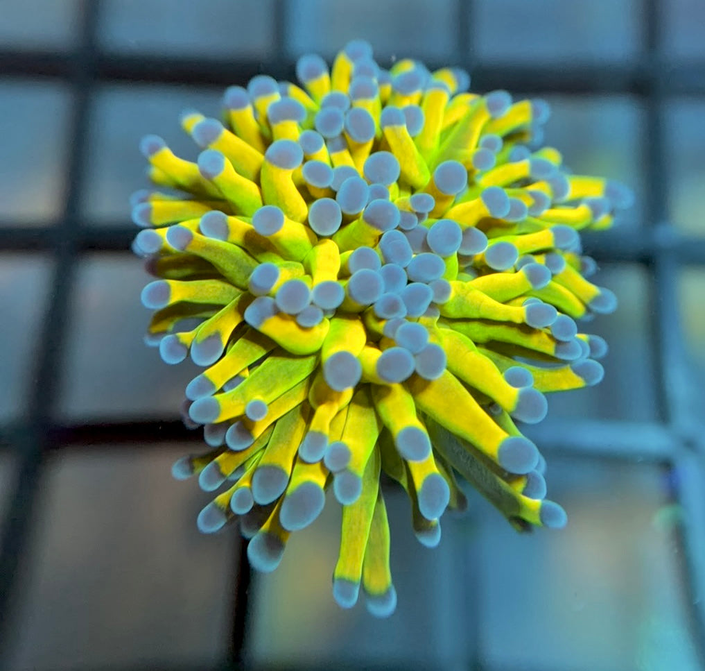 OG ASD Holy Grail Torch