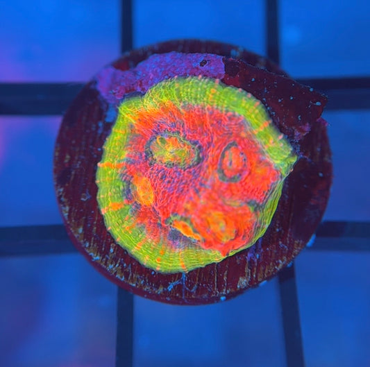 Hyper Watermelon Chalice