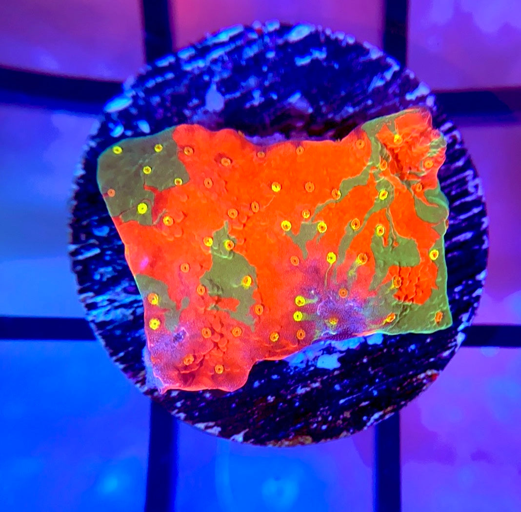 WWC Sunfire Grafted Monti