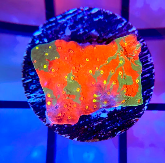 WWC Sunfire Grafted Monti