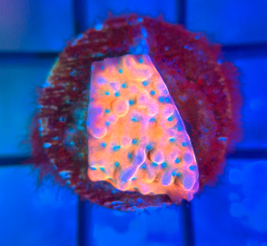Voodoo Corals Juicy Fruit Montipora
