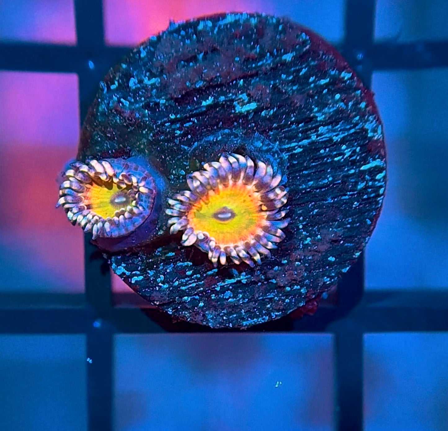 GB Rainbow Troll Zoas