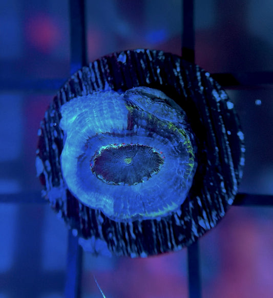 RRG Blue UFO Bowerbanki