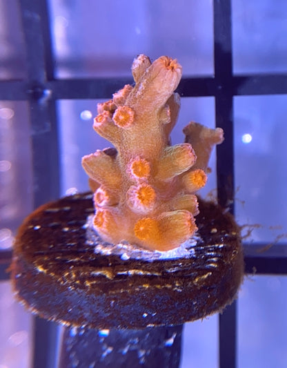 Strawberry Branching Cyphastrea