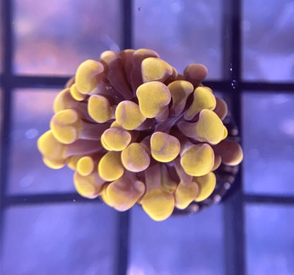 RRG Cinnamon Swirl Hammer