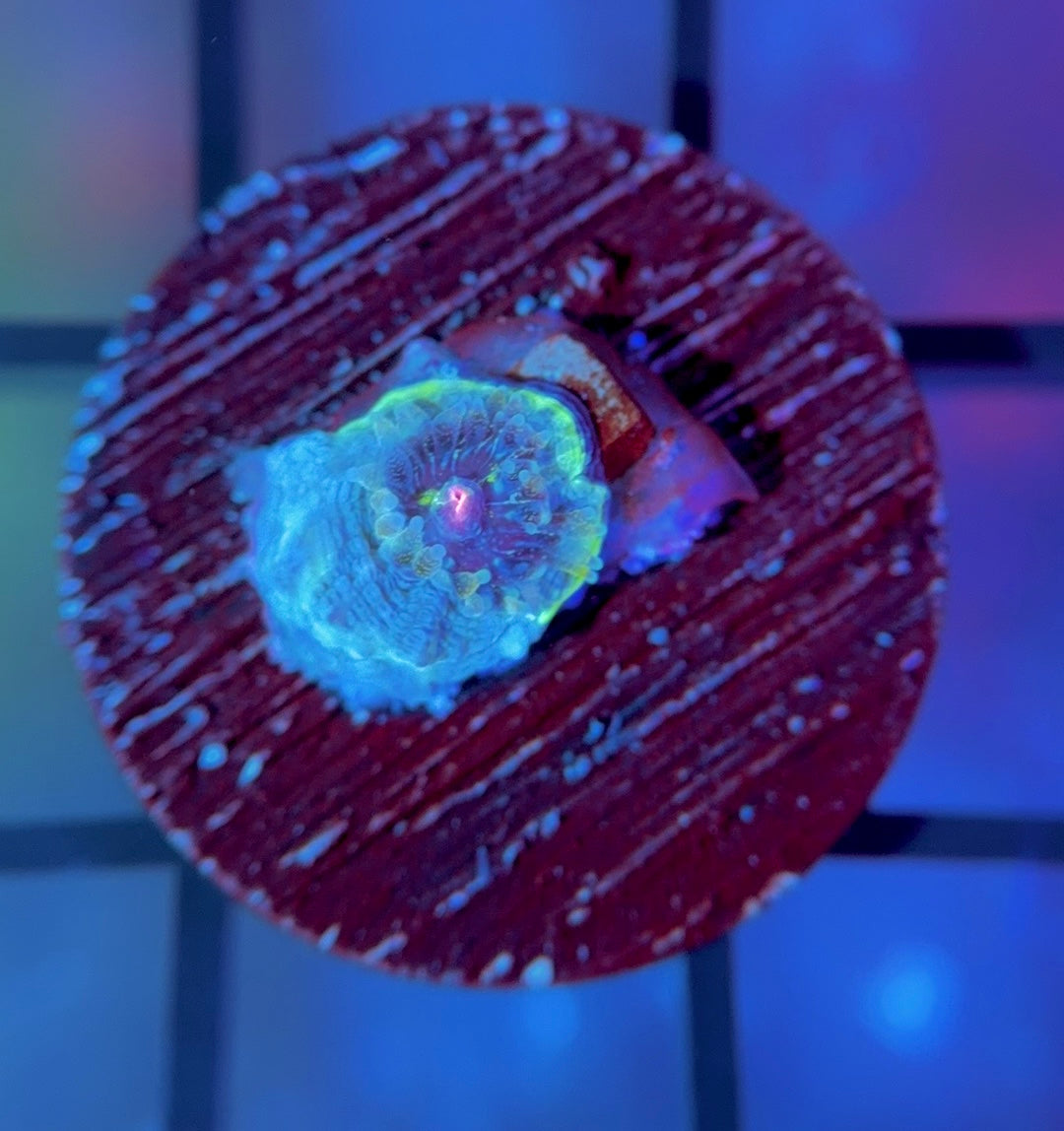 BMF Master Bowerbanki