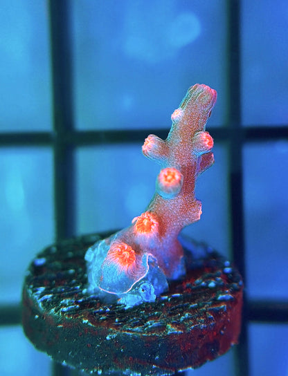 Strawberry Branching Cyphastrea