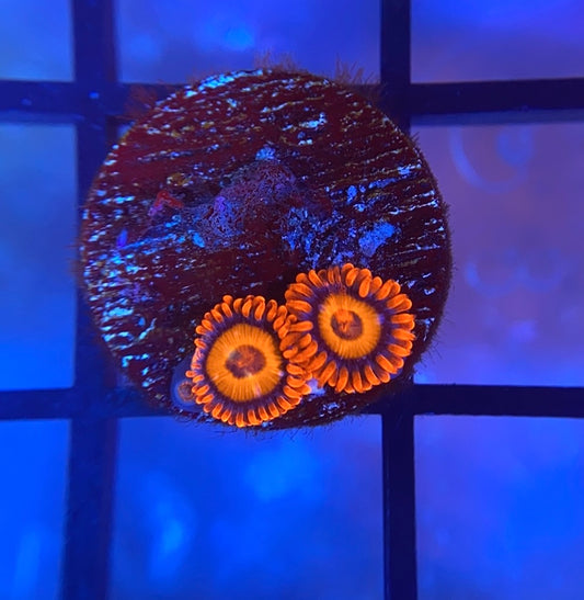 Orange Oxide Zoas
