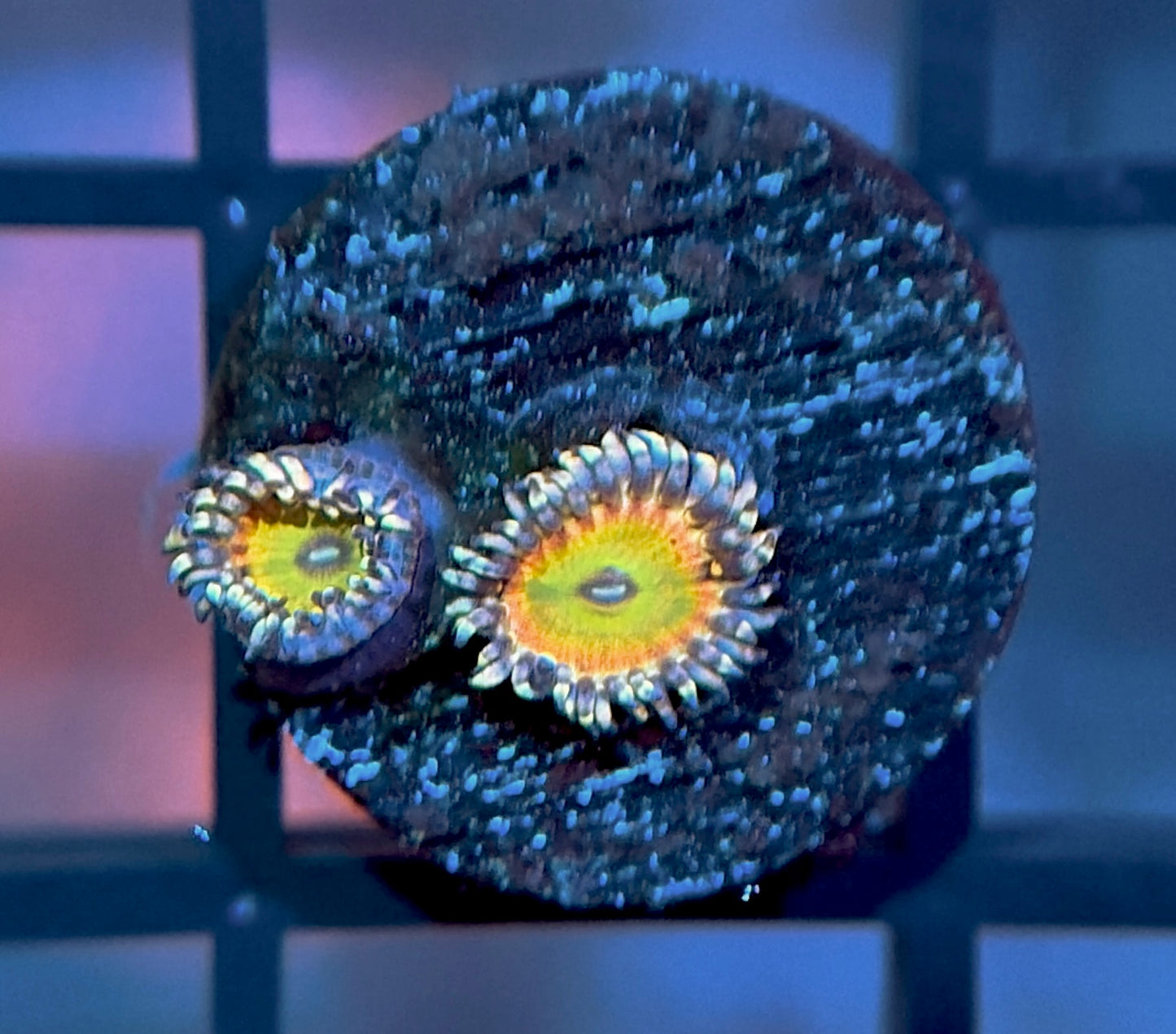 GB Rainbow Troll Zoas