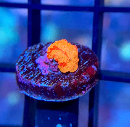 RRG Paint Splatter Jawbreaker