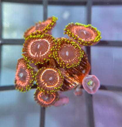 WWC Taser Zoas