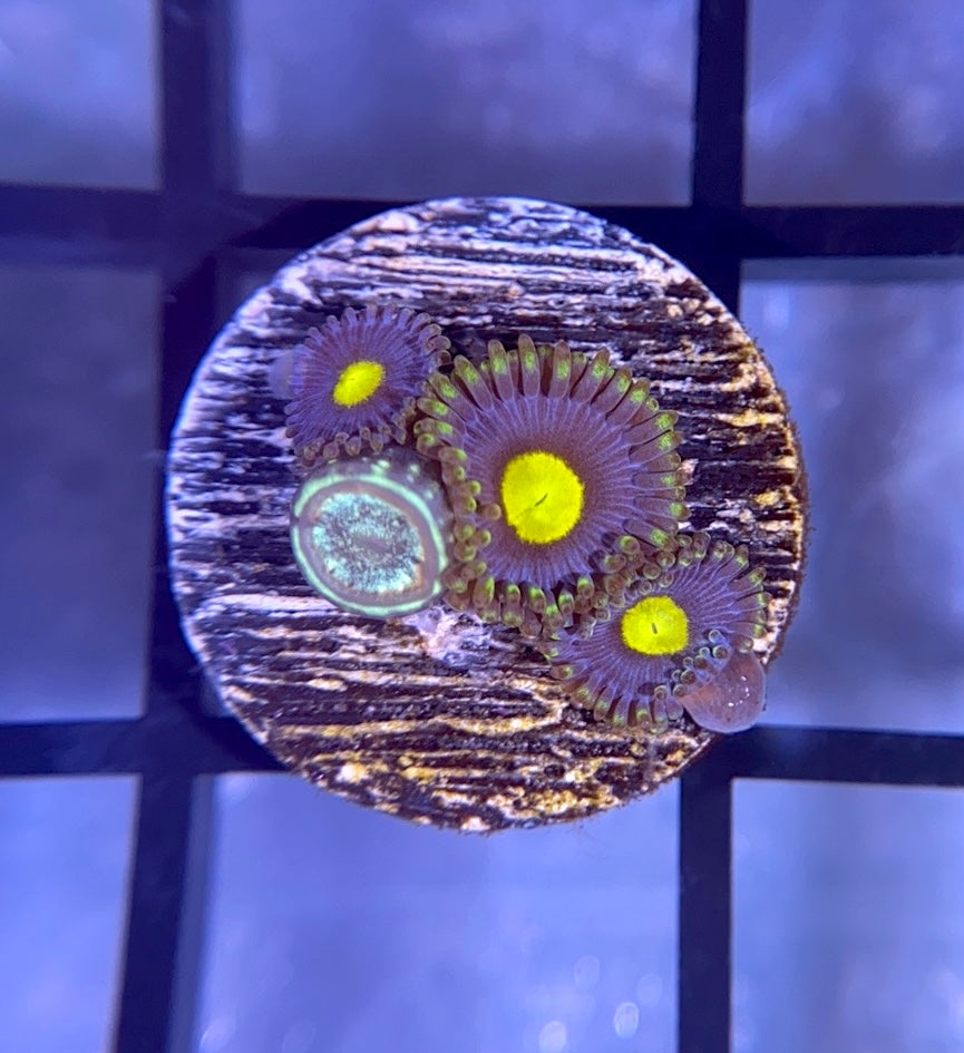 Blue Walter Zoas