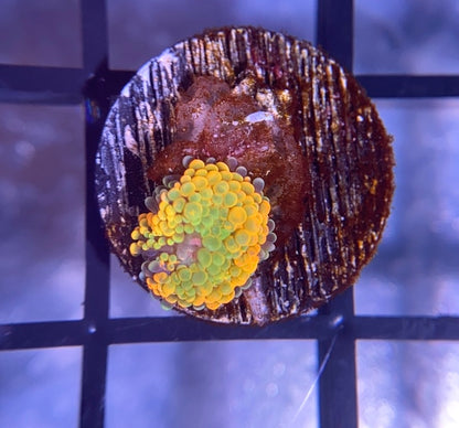 Juicy Fruit Ricordea