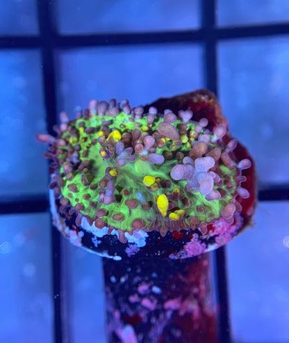 CB Fire Shroom