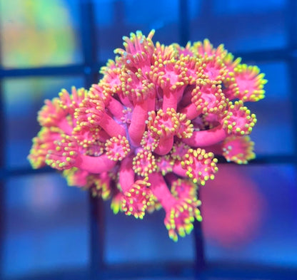 WWC Hollywood Nights Goni