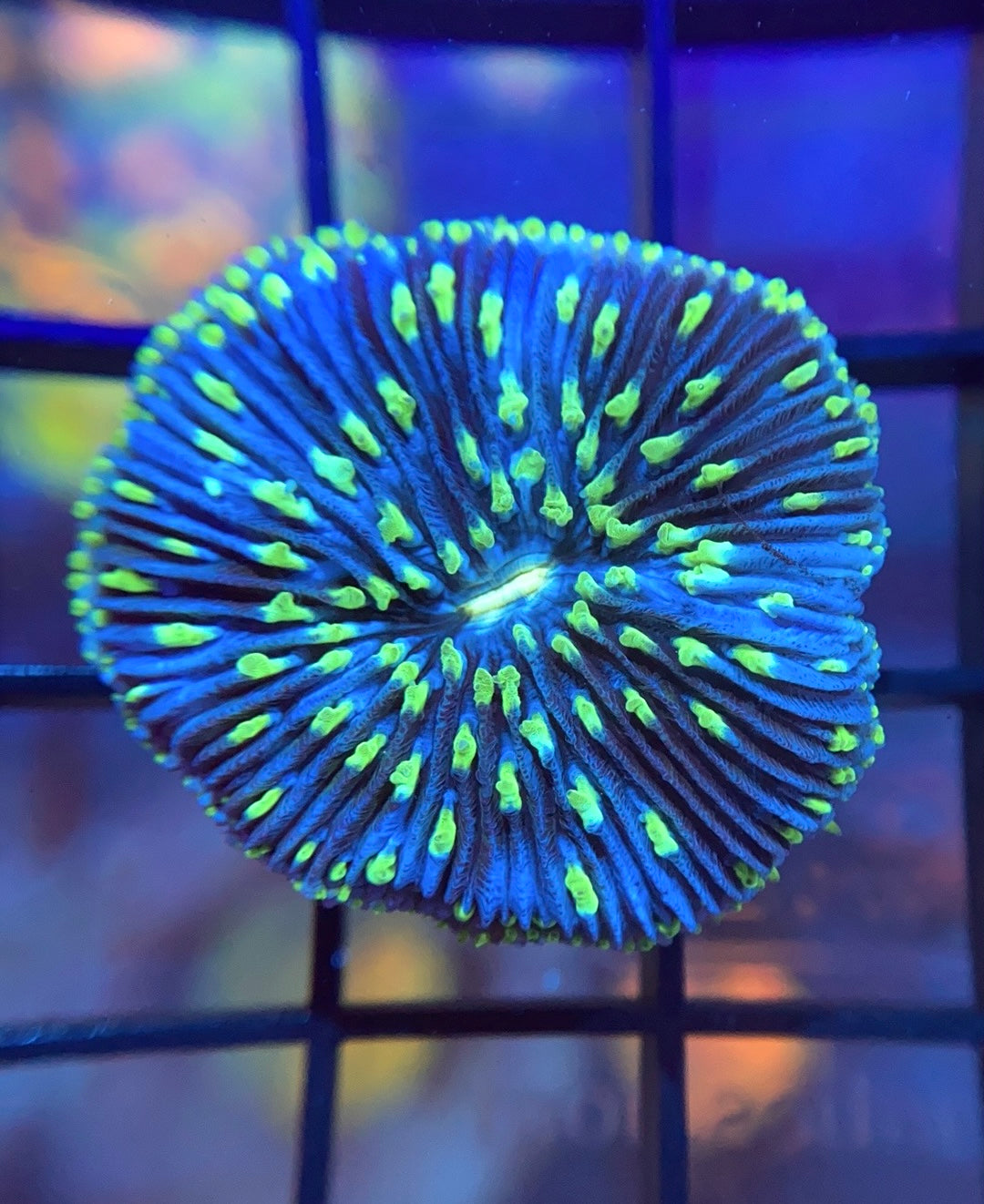 ReefGen Project-X Plate