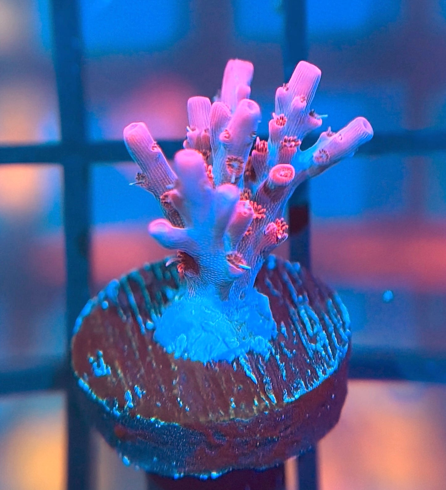 Vivid's Confetti