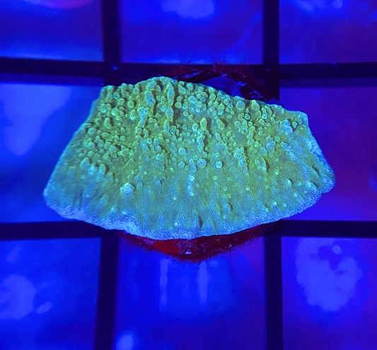 TSA Blueberry Fields Monti