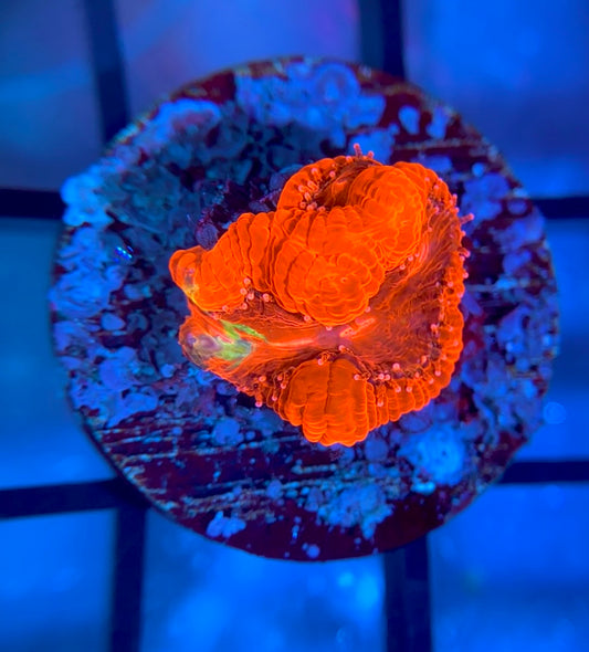 SniperSPS (Hugo's) Rainbow Bowerbanki